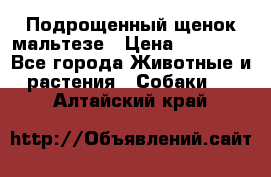 Подрощенный щенок мальтезе › Цена ­ 15 000 - Все города Животные и растения » Собаки   . Алтайский край